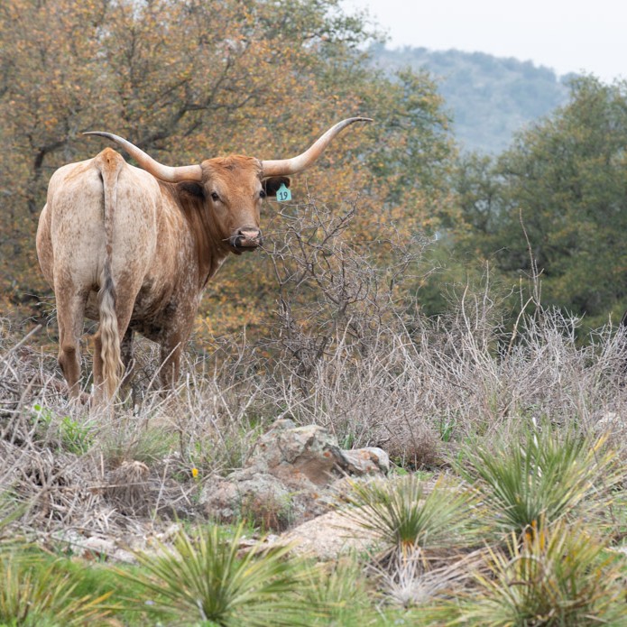 photo of a longhorn cow in nature
